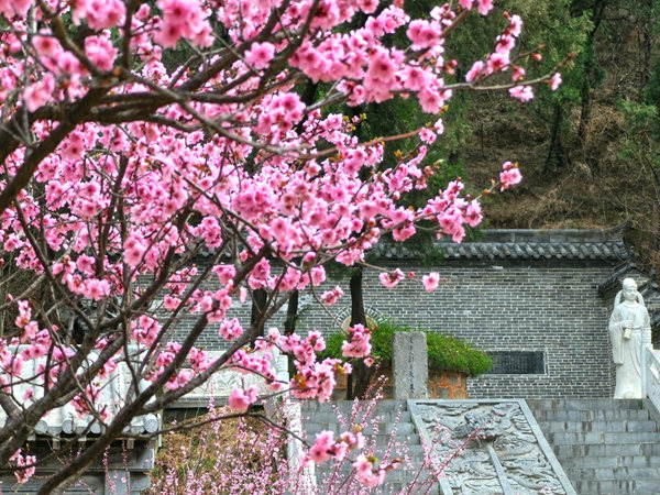 风穴寺 桃花.jpg