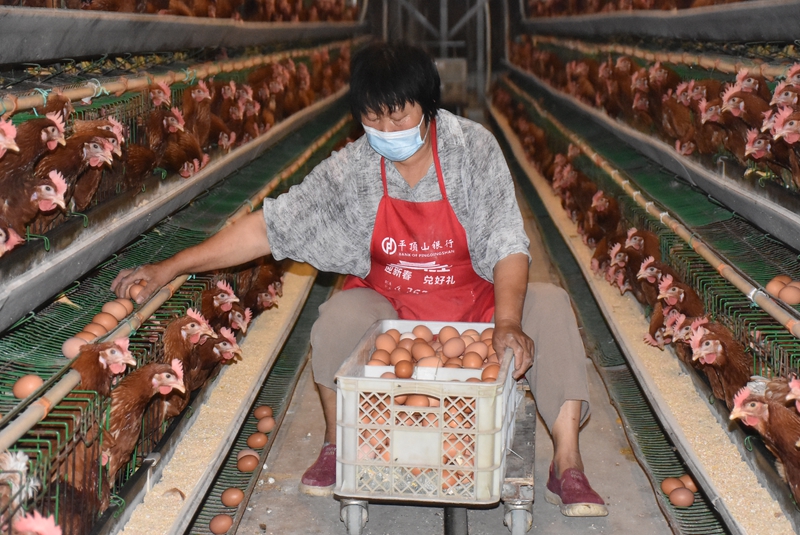 农民工在收鸡蛋_副本.jpg